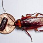 Cockroach infestation - Things to know
