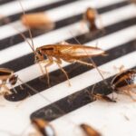 Do You Have a Cockroach Infestation? Learn Here!